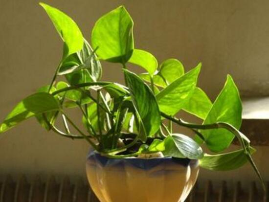 綠蘿有毒嗎，綠蘿可以放在臥室嗎/有毒別放臥室