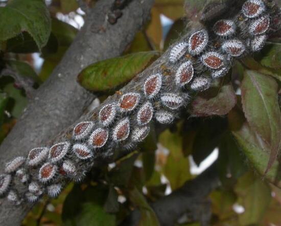 平安樹常見病蟲害有哪些，平安樹的病害防治