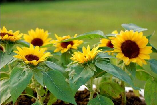 矮向日葵可以水培嗎，向日葵水培養(yǎng)護(hù)方法