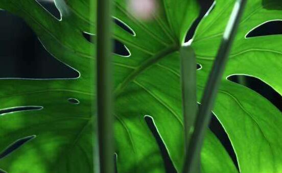 龜背竹怎么澆水，龜背竹澆水方法