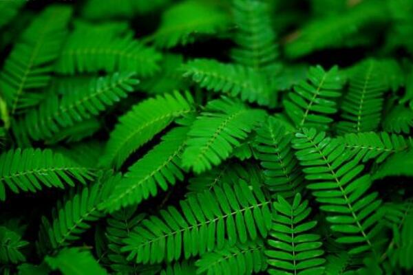 如何種含羞草種子，詳解含羞草播種繁殖