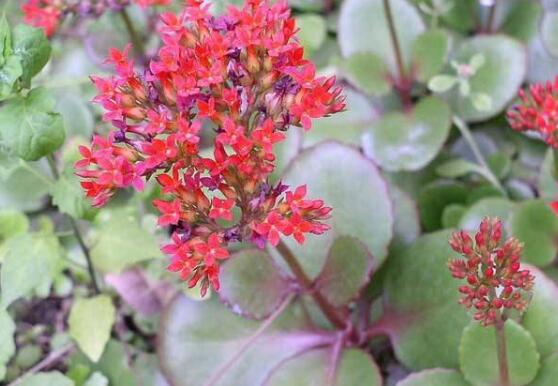 長壽花可以水培嗎，長壽花水培方法