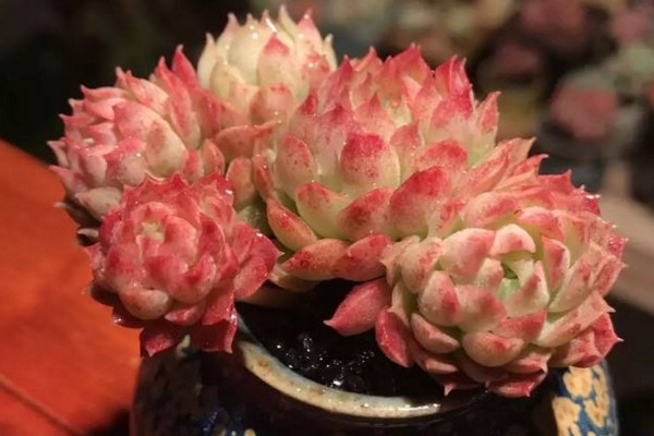 朱砂痣多肉怎么養(yǎng)