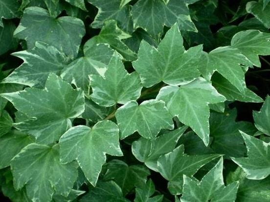 常春藤葉子干枯怎么辦，做好這五點即可恢復生機