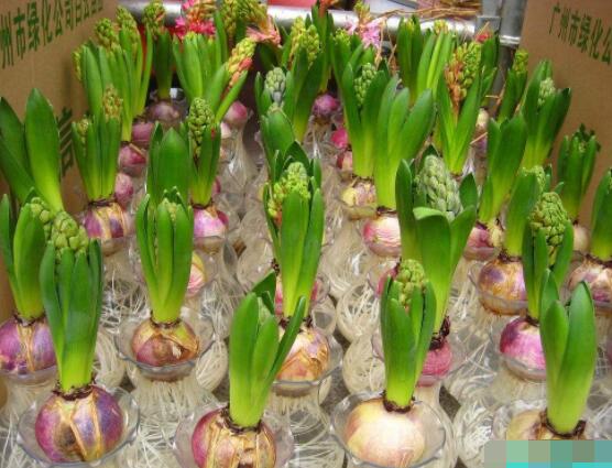 風信子好種嗎，做好這五點就能生根發(fā)芽(存活率高)