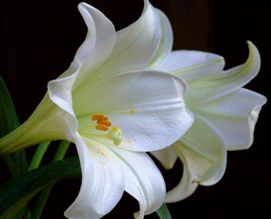 百合花花語(yǔ)，代表著純潔、熱烈的愛(ài)、永遠(yuǎn)的幸福