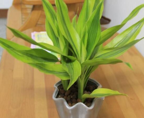 富貴竹怎么澆水，富貴竹用什么水養(yǎng)最好