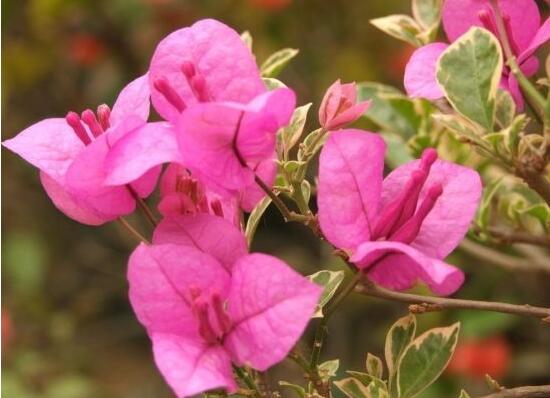 三角梅的風水作用有哪些，三角梅的功效與作用
