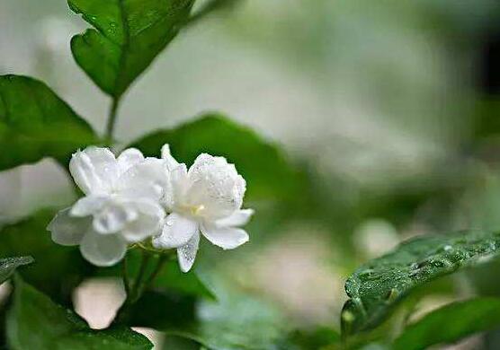 茉莉花的養(yǎng)殖方法和注意事項(xiàng)，老農(nóng)總結(jié)最實(shí)用八大養(yǎng)殖方法