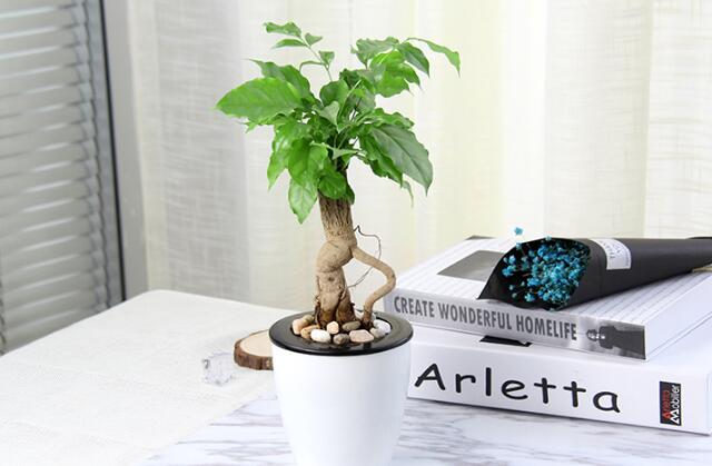 幸福樹(shù)多久澆一次水(高溫一天2-3次)，夏天勤澆水冬天少澆水