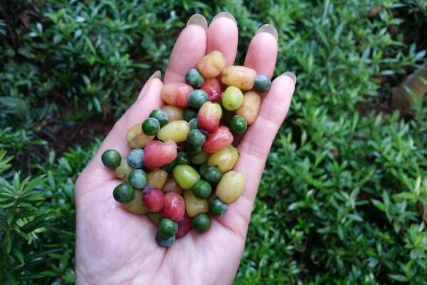 羅漢松的果實能吃嗎，果實只能吃一部分