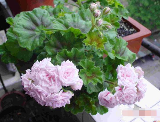 天竺葵葉子黃怎么回事，五種原因以及解決辦法