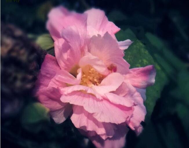 木芙蓉花的病蟲害防治，對癥下藥很重要