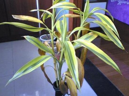 富貴竹葉子發(fā)黃怎么辦，富貴竹葉子發(fā)黃的原因
