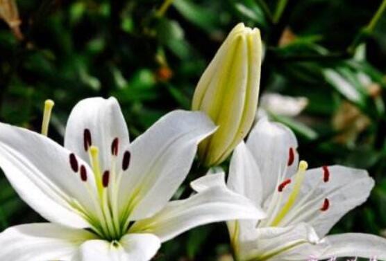 香水百合的養(yǎng)殖方法和注意事項，老農教你最實用七大養(yǎng)殖方法