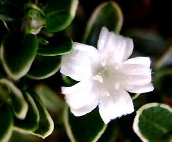 六月雪怎么繁殖，六月雪三大繁殖方法