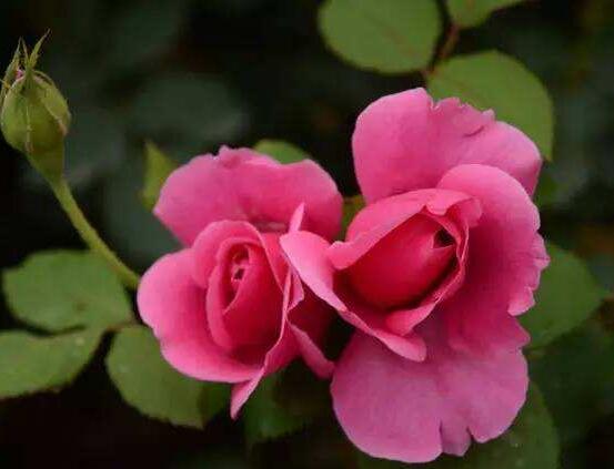 月季花冬季怎么施肥，三個(gè)簡單方法便可安然過冬