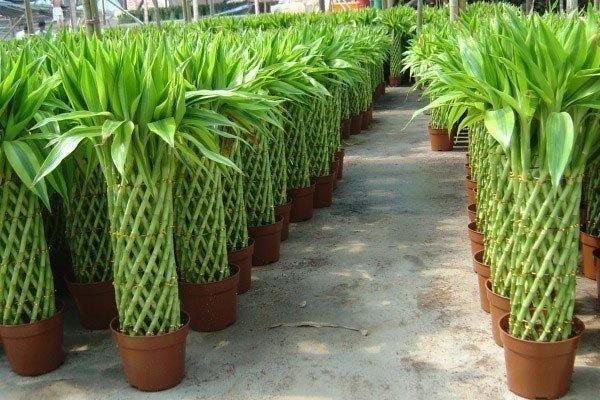 富貴竹發(fā)黃怎么辦，分析原因正確處理