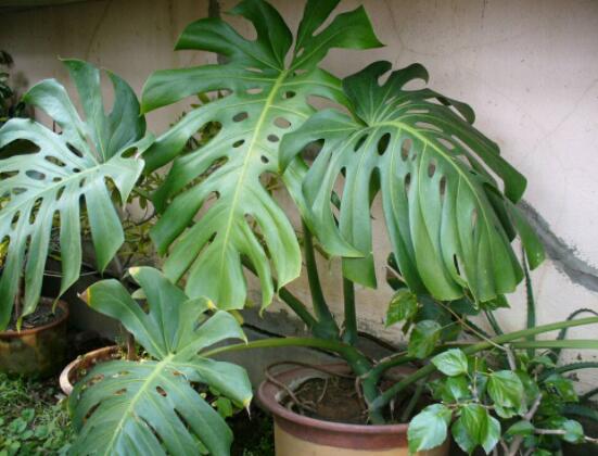 龜背竹的養(yǎng)殖方法和注意事項，老農(nóng)教你八大簡單易學養(yǎng)殖方法