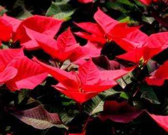 一品紅葉子不紅怎么辦，最直觀有效的三種解決方法