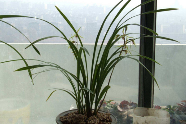 寒蘭怎么養(yǎng)，保證土壤適宜并控制好環(huán)境光照