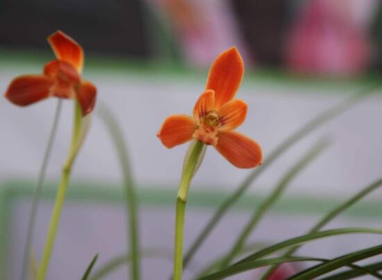 好看蘭花圖片及品種欣賞，觀葉勝觀花、高潔典雅