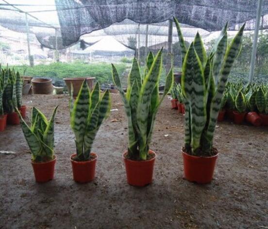 虎皮蘭怎么分株繁殖，切割葉叢/保留葉片、根莖狀、吸芽