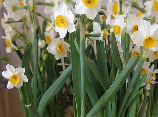 水仙花如何沙養(yǎng)，做好這五個基本要點便枝繁葉茂、花開爆盆