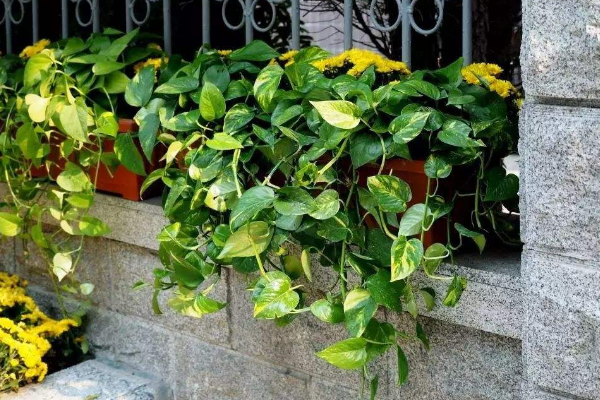 綠蘿葉子發(fā)蔫怎么辦，四種原因以及解決方法