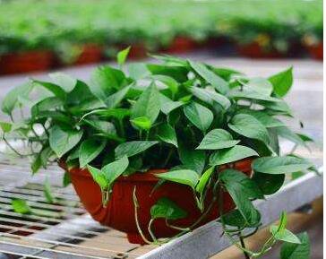 綠蘿幾天澆一次水，季節(jié)不同澆水頻率也不同