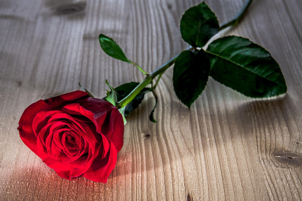 玫瑰花葉子黃了怎么辦，調(diào)節(jié)水分/改善光照和溫度