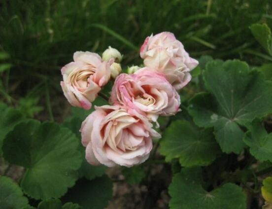 蘋果天竺葵的養(yǎng)殖方法，老農(nóng)總結(jié)六大最實(shí)用要點(diǎn)