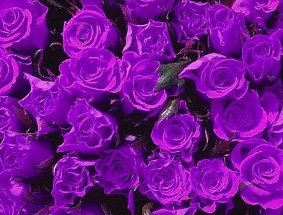 玫瑰花品種大全，細(xì)數(shù)玫瑰花八大品種