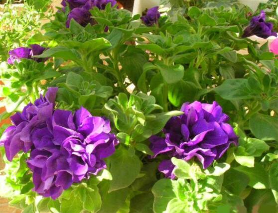 天竺葵夏季養(yǎng)護(hù)，老農(nóng)總結(jié)五個(gè)要點(diǎn)安然度夏