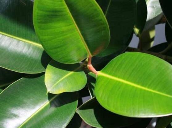 橡皮樹葉子打卷怎么辦，保持光照充足、溫度合理、忌積水