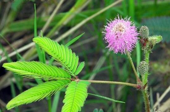 含羞草需要施肥嗎，含羞草怎么施肥