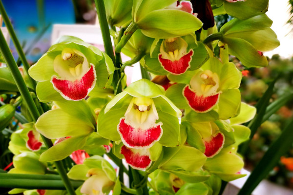 大花蕙蘭的花語是什么，豐盈祥和/高貴雍容