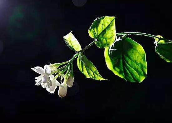 茉莉花爛根怎么救，茉莉花爛根解救辦法