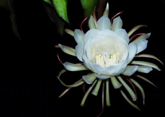 曇花怎么養(yǎng)，注意盆土是關鍵/肥水要合理