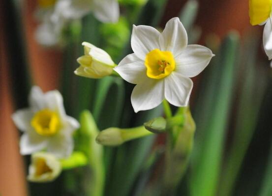 水仙花可以四季水培嗎，水仙花水培方法