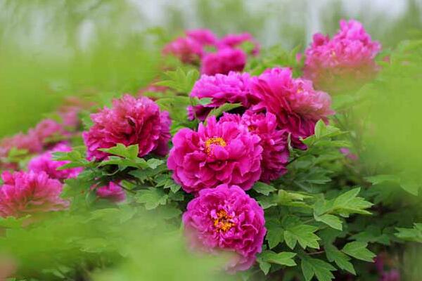 家養(yǎng)牡丹花種植方法，最基本的五大技巧缺一不可