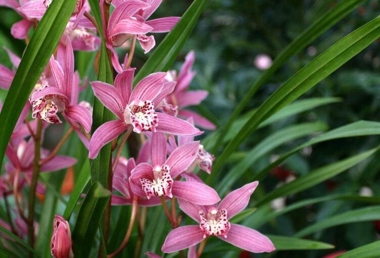 常見蘭花品種圖片名稱，常見的有春蘭、蕙蘭以及建蘭