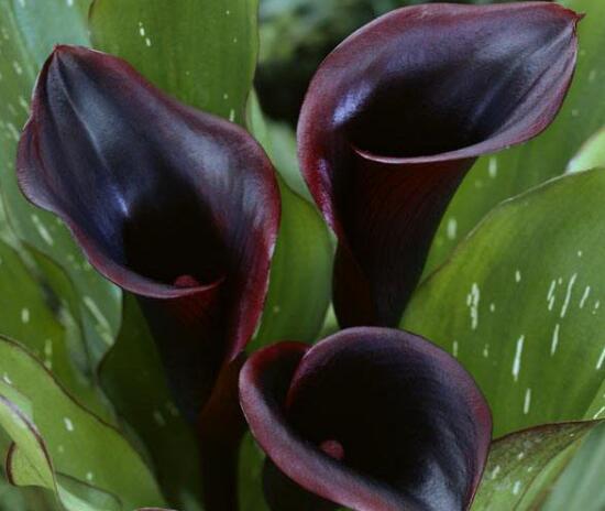 馬蹄蓮的品種有哪些，馬蹄蓮品種圖片大全