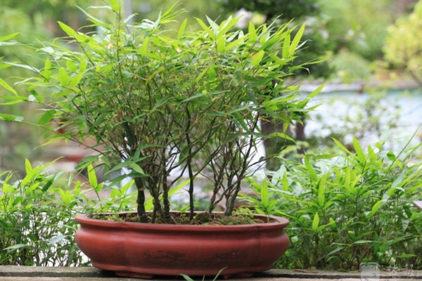 室內(nèi)竹子的養(yǎng)法