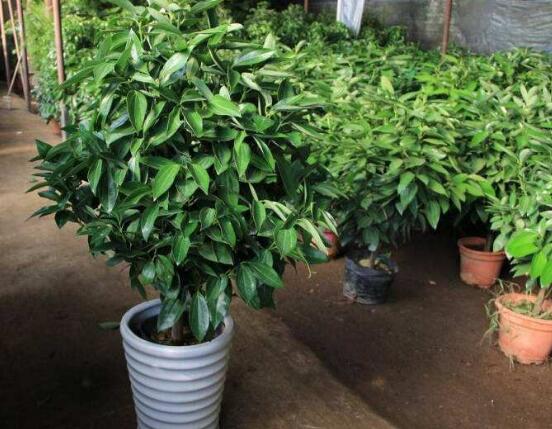 平安樹葉子耷拉怎么辦，三種原因以及解決辦法