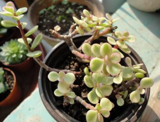 多肉植物雅樂(lè)之舞怎么養(yǎng)，注意五個(gè)要點(diǎn)一年四季常青