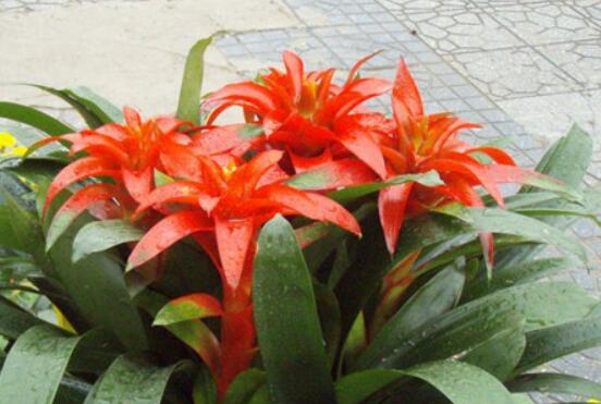 鴻運(yùn)當(dāng)頭開花后怎么辦，及時修剪殘花/分株繁殖