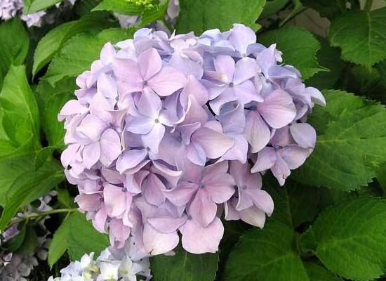 繡球花盆栽養(yǎng)殖方法全解，老農(nóng)教你八大養(yǎng)殖基本方法