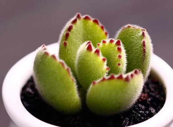 熊童子怎么養(yǎng)才能肥，主要做好四個(gè)要點(diǎn)即可