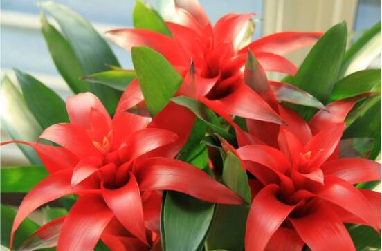 鴻運(yùn)當(dāng)頭會(huì)開(kāi)花嗎，鴻運(yùn)當(dāng)頭養(yǎng)殖2-3年會(huì)開(kāi)花